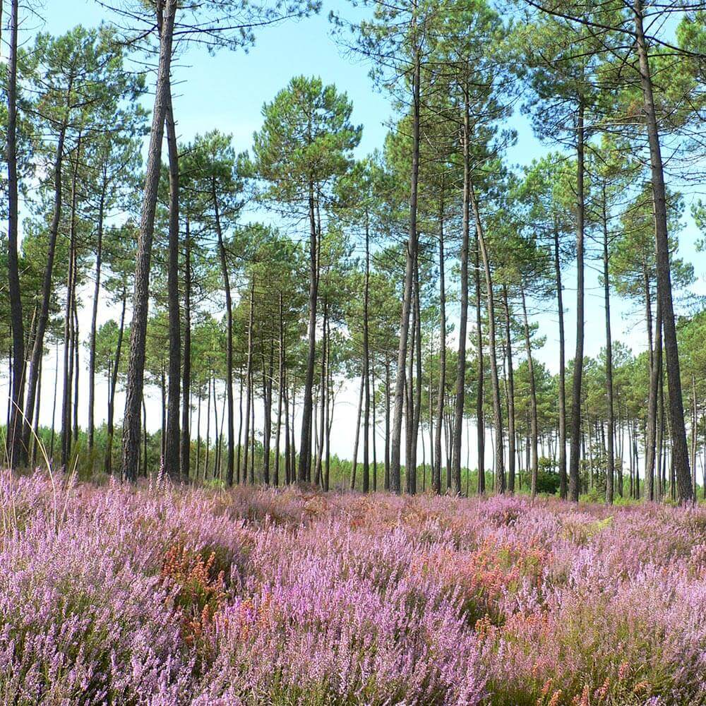 foret des landes